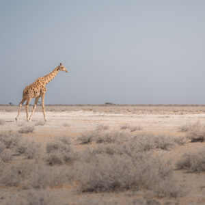 Photo D'art Animal - Antony Greenwood - "Dans la lumière d'Etosha"