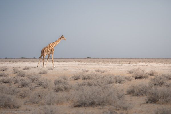 Photo D'art Animal - Antony Greenwood - "Dans la lumière d'Etosha"